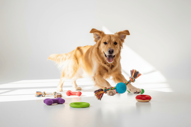 Dog Toys for All Breeds | Chew Fetch & Tug Toys - Fetch & Purr