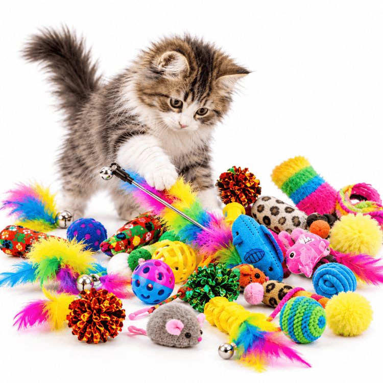 Combination Cat Toys mixed pack of colourful plush and plastic balls, feathers and textured toys with a fluffy kitten