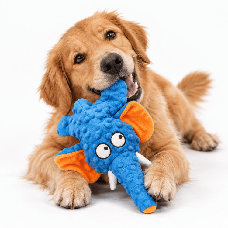 Elephant plush chew toy in bright blue textured fabric, orange ears and feet, cartoon eyes and protruding white tusks; Plush Blue Elephant being held by a dog
