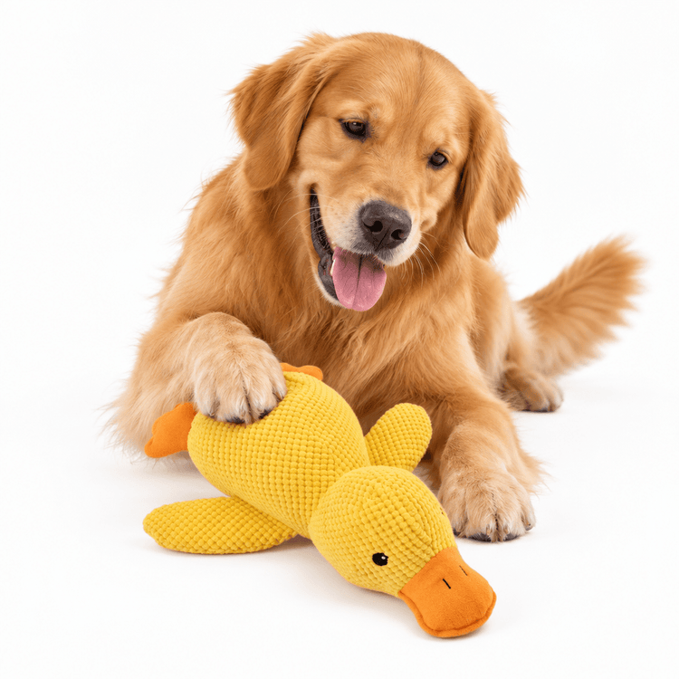 Plush Duck Chew Toy in bright yellow textured fabric with an orange beak and small black eyes, held by a golden dog